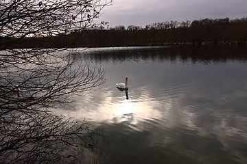 Image showing Wild swan mute on its lake in France.