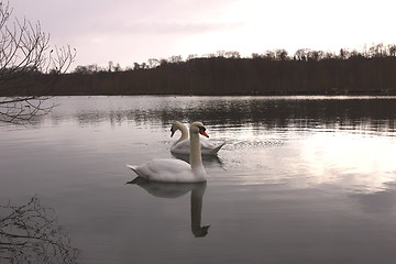 Image showing Wild swan mute on its lake in France.