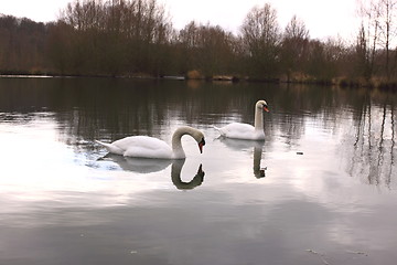 Image showing Wild swan mute on its lake in France.