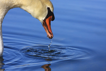 Image showing Wild swan mute on its lake in France.