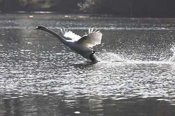 Image showing Landing of a swan mute in france