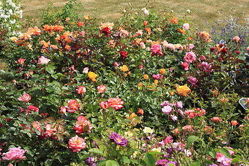 Image showing Market of flowers in spring in France