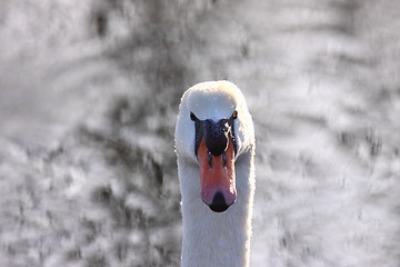 Image showing Wild swan mute on its lake in France.