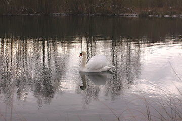 Image showing Wild swan mute on its lake in France.