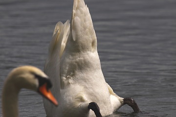 Image showing Wild swan mute on its lake in France.