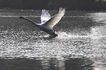 Image showing Landing of a swan mute in france