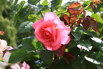 Image showing Market of flowers in spring in France