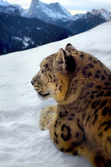 Image showing Photomontage of a snow leopard