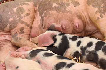 Image showing piglets suckling their mother lying on the straw