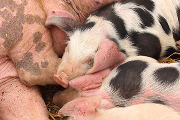 Image showing piglets suckling their mother lying on the straw