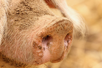 Image showing close up of a very big pig pink and black
