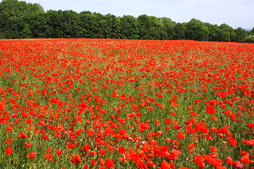 Image showing Fields of poppies in spring in France