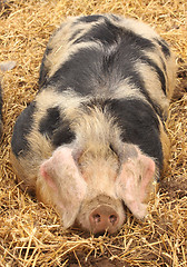 Image showing close up of a very big pig pink and black