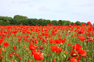 Image showing Fields of poppies in spring in France