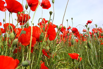 Image showing Fields of poppies in spring in France