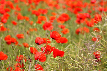 Image showing Fields of poppies in spring in France