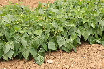 Image showing string green beans in vegetable garden