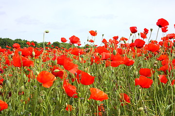 Image showing Fields of poppies in spring in France