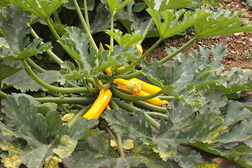 Image showing Yellow Zucchini with flowers in vegetable garden