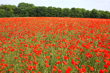 Image showing Fields of poppies in spring in France