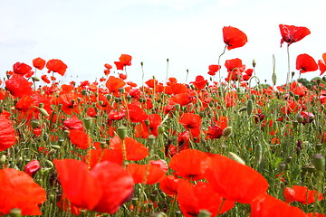 Image showing Fields of poppies in spring in France