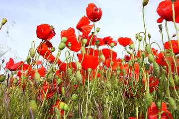 Image showing Fields of poppies in spring in France