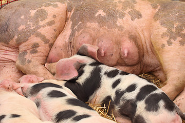 Image showing piglets suckling their mother lying on the straw