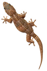 Image showing Gecko on White