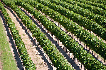 Image showing Aerial View Of Vineyard in Ontario Canada