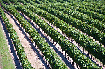 Image showing Aerial View Of Vineyard in Ontario Canada