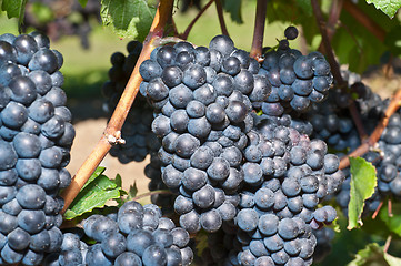 Image showing Red wine grapes