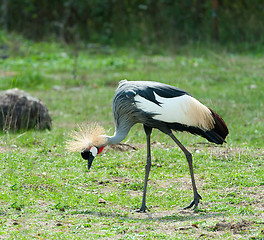 Image showing Grey Crowned Crane