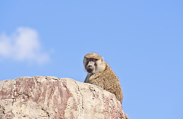 Image showing Baboon - Papio anubis, monkey