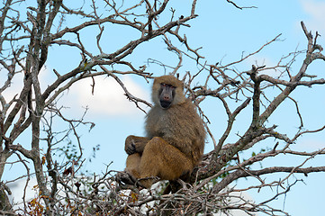 Image showing Baboon - Papio anubis, monkey