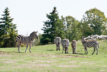 Image showing Zebras on the field