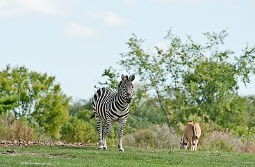 Image showing Zebra