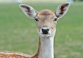 Image showing White-Tailed Deer Fawn