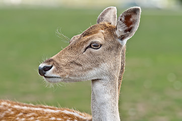 Image showing White-Tailed Deer Fawn
