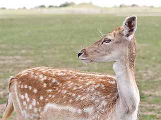 Image showing White-Tailed Deer Fawn