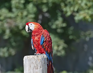 Image showing Macaw red parrot portrait