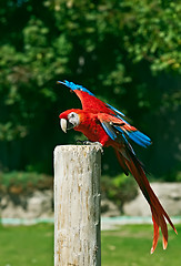 Image showing Macaw red parrot portrait