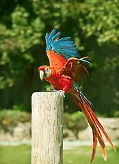 Image showing Macaw red parrot portrait