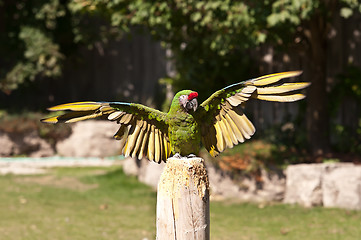 Image showing Green Parrot