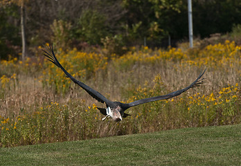 Image showing Marabou Stork