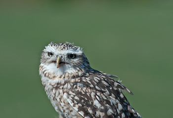 Image showing Burrowing Owl