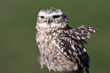 Image showing Burrowing Owl