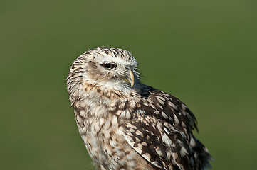 Image showing Burrowing Owl