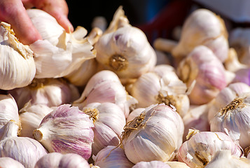 Image showing Trying garlic bulb