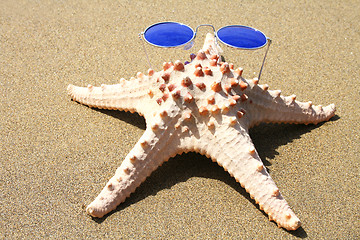 Image showing Groovy Starfish