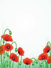 Image showing red poppies background